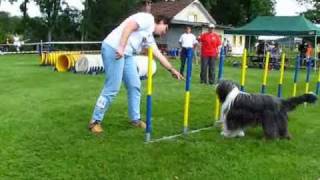 Concours agility dog [upl. by Russo]