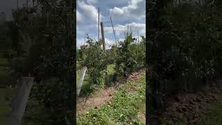 Fishkill Farms  NY  apple 🍎 picking [upl. by Saxela]