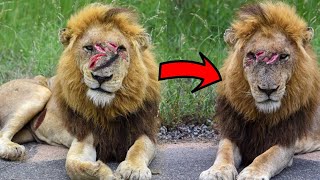 Two most dangerous brother from kruger national park south africa  latest sightings  bbc earth [upl. by Ffilc988]