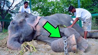 Man Rescues Elephant Chained For 50 Years What It Did Next Was Incredible [upl. by Gerome639]