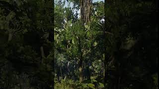 RDR2 Guarma Tropical Jungle 11 rdr2 gamingambience atmosphere gaming [upl. by Gris764]