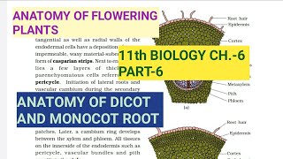 Class 11 BiologyCh6 Part6Anatomy of Dicot amp Monocot RootStudy with Farru [upl. by Larisa]