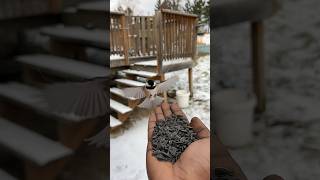 Winter wonderland Feeding chickadees by hand in the cold shorts chickadee [upl. by Arinay]