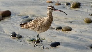 Whimbrel Bird on Vacation [upl. by Miah]