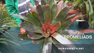 Bromeliads  Bromeliaceae Understanding Bromeliads Easy Tips and Caring for your Bromeliad Plant [upl. by Mei709]