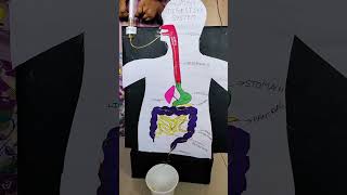 I tried working model of human digestive system for school 😊shorts [upl. by Lamp]