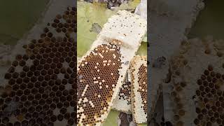 honey bee catching and honey trapshort [upl. by Staw]