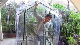 How to Build a 1750 Greenhouse Without Any Tools [upl. by Ennayk]