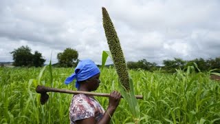 Côte dIvoire  des cantines scolaires améliorent la vie des agriculteurs [upl. by Sileas39]