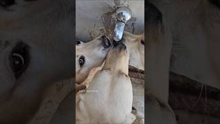 Kaalu Or Roxi  Bachho Se Masti animalsneedpeople labrador streetdog pets dog animals shorts [upl. by Dias]