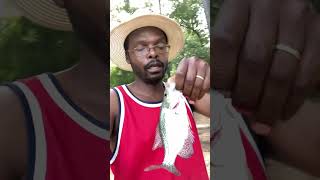 Bobber Gone crappie fishing Lake Wheeler small pond side Raleigh NC Bobber Gone crappie fishing [upl. by Eneja]