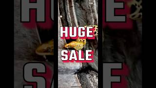 Freshwater Tiger Moray Eel Huge Sale [upl. by Havener]