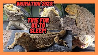 BEARDED DRAGON BRUMATION 2023 GOODBYE FOR MONTHS GUYS LIZARD SLEEPY TIME [upl. by Llenehs]