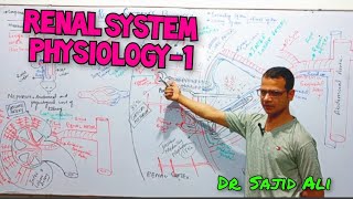 Renal System Physiology  Renal blood Flow  Kidney  Types of Nephron [upl. by Fenella]