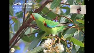 FADA2020 Elevator Pitch Swift Parrot [upl. by Elvyn]