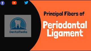 Principal Fibers of Periodontal Ligament Dental Histology [upl. by Mavis]