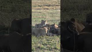 Lions Feeding In The Morning Sun Wildlife  ShortsAfrica [upl. by Williamson]