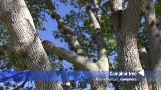 camphor tree Cinnamomum camphora [upl. by Yras]