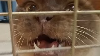 Cat meows compilation 60 [upl. by Nev]