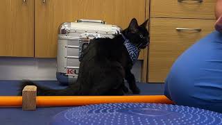 Kitten Leeroy having physiotherapy on a wobble ball  Fitzpatrick Referrals [upl. by Pascia]