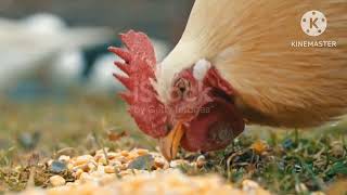 Chickens in organic farmBeautiful HenTamilEgg Hatching Tips Channel [upl. by Izmar]