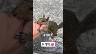 다람쥐가 다급하게 사람을 끌고 간 이유 쇼츠 동물 힐링동영상 animals 귀여운 [upl. by Josh]