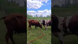 Cattle management Cattle price trend forecast Bull market analysis 428 [upl. by Ajak147]