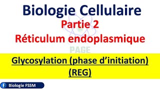 BIOLOGIE CELLULAIRE  Glycosylation phase d’initiation REG [upl. by Bigler]