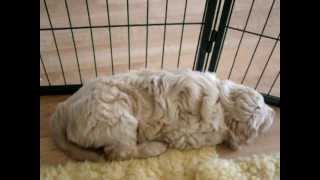 Nestje 2012  Week 7 video 4  Freonskip Australian Labradoodles [upl. by Manning698]