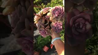 Graptoveria ‘Mrs Richards’ Variegata succulent plants garden cactus [upl. by Atsylac]