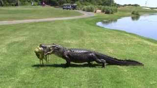 Oyster Bay Golf Links  Alligator [upl. by Asiralc496]