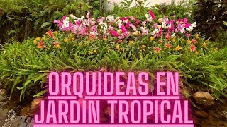 Un pequeño paraíso para los amantes de plantas jardín tropical con orquídeas anturios bromelias 🪷 [upl. by Mukund279]