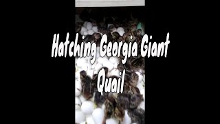 Carolina Outdoor Adventures TV  Quail Hatching Day [upl. by Saval266]