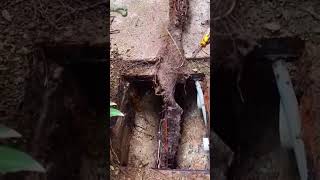 Gutter cleaning process [upl. by Louella]