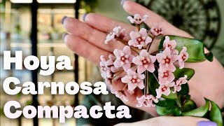 Hoya Carnosa Compacta  Care Propagation And Blooms [upl. by Lazar224]