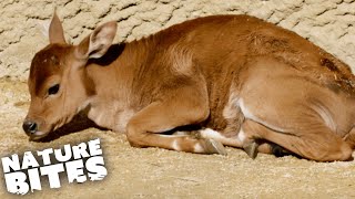 Watch This Banteng Give Birth To A Sickly Calf  The Secret Life of the Zoo  Nature Bites [upl. by Georgetta]