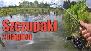 SZCZUPAKI Z BAGNA  ŁOWIENIE W ZIELSKACH  OFFSET  wędkarstwo spinningowe 40 [upl. by Naawaj155]