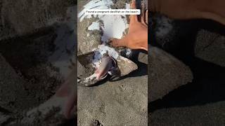 Found a pregnant devilfish on the beach pregnant devilfish fish fishing beach rescueanimals [upl. by Nalek642]