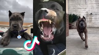 Cane Corsos are Badass and Cute  Tiktok Compilation  3 [upl. by Esirehs]