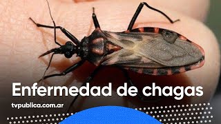 ¿Qué es la Enfermedad de Chagas  Todos Estamos Conectados [upl. by Deena512]