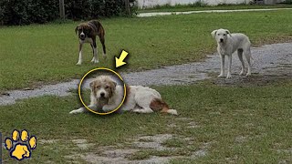 The Girl Visited the Stray Dog Every Day Trying to Gain His Trust [upl. by Adnohsak]