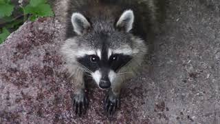 Raccoon Sounds and Raccoon Noises  Excellent Sound [upl. by Griselda]