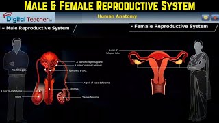 Male and Female Reproduction System Structure amp Function Reproductive System Part 9 [upl. by Enois]