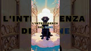 LIntelligenza Del Cane 🐕 motivazione lezionedivita saggezza [upl. by Suisyola]