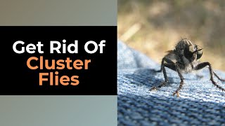 What Are Cluster Flies Where They Come From amp How to Get Rid of Them [upl. by Mandie]