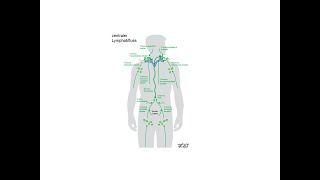 Zentraler Lymphabfluss  Strahlentherapie Prof Hilke Vorwerk [upl. by Ellehcem979]