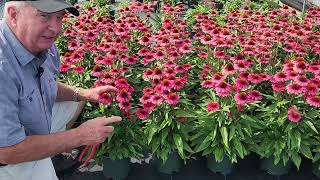 Coneflowers GALORE  How to keep them fresh amp Reblooming  Peek At Our New SunSeekers® Series Trials [upl. by Ayeki]