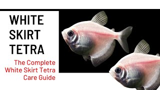 Why White Skirt Tetras Make the Perfect Aquarium Fish  Gymnocorymbus ternetzi [upl. by Clio]