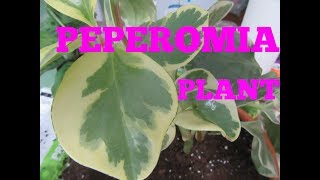 REPOTTING PEPEROMIA PLANT [upl. by Aniteb665]