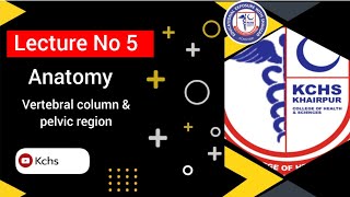 vertebral column amp Anatomy of pelvic region [upl. by Landes]